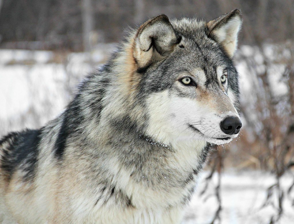 Gray wolves are no longer protected by the federal government