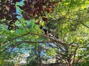 My sweet Foxi in a tree loving a peaceful life.